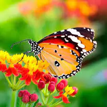 butterfly whatsapp dp images